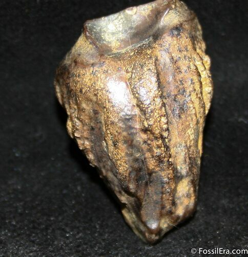 Inch Shed Triceratops Tooth #758